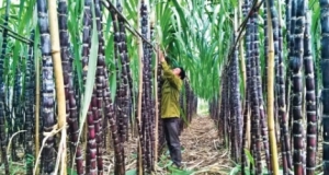 Doanh nghiệp sắp giải thể, VietinBank rao bán khoán nợ 312 tỷ với giá 137,4 tỷ đồng