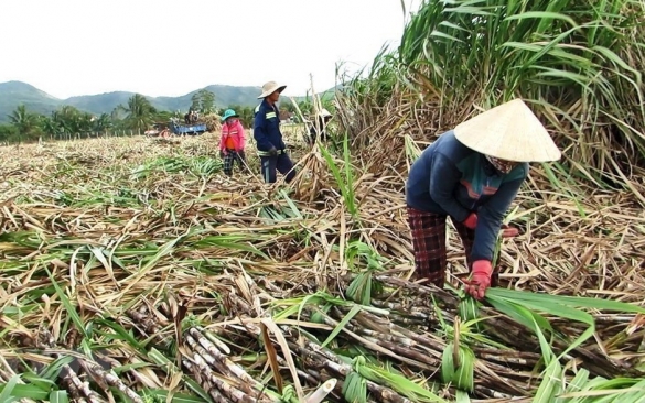 SSI Research: Dự báo giá đường sẽ neo cao, cổ phiếu nào có cơ hội "tăng ngọt"?