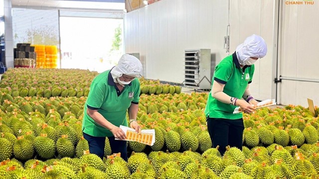 Xuất khẩu rau quả: Nhiều tiềm năng để bứt phá Xuất khẩu rau quả: Nhiều tiềm năng để bứt phá