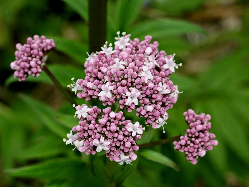 5 loại thảo mộc hỗ trợ cải thiện giấc ngủ 5 loại thảo mộc hỗ trợ cải thiện giấc ngủ