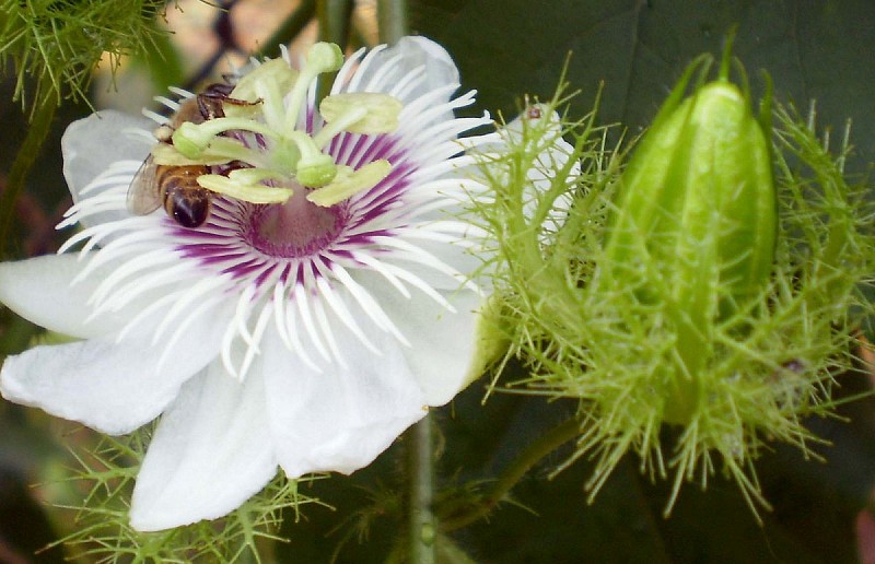 5 loại thảo mộc hỗ trợ cải thiện giấc ngủ 5 loại thảo mộc hỗ trợ cải thiện giấc ngủ