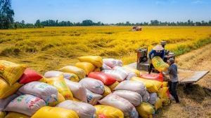 Xuất khẩu gạo cuối năm 2024: Nhiều yếu tố khó lường!