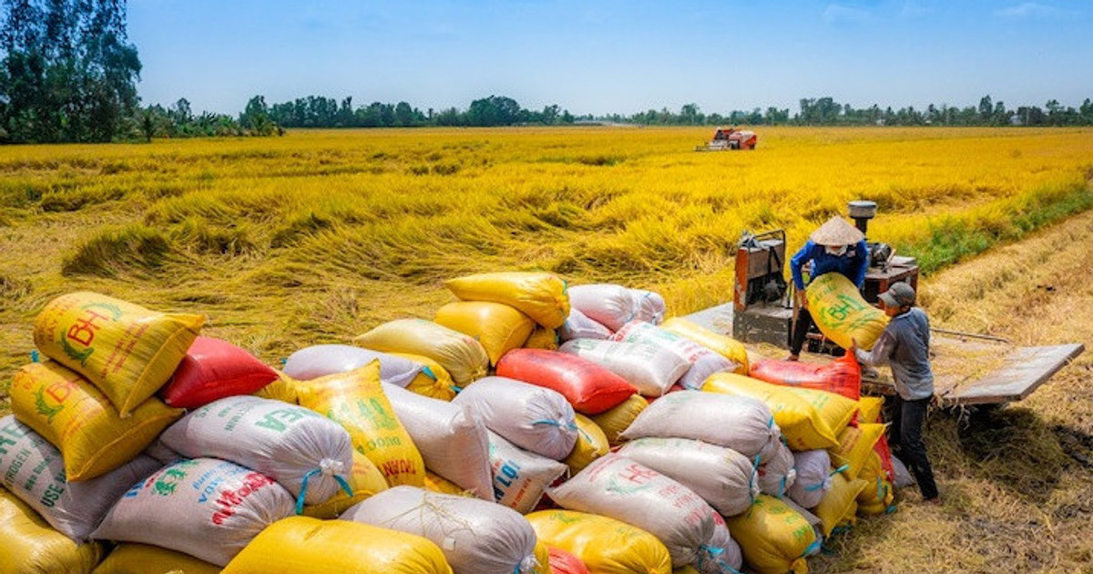 Xuất khẩu gạo cuối năm 2024: Nhiều yếu tố khó lường!