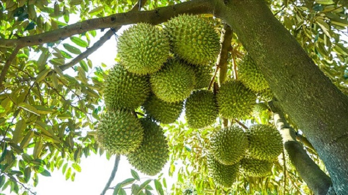 Triển vọng mới cho sầu riêng đông lạnh Việt Nam