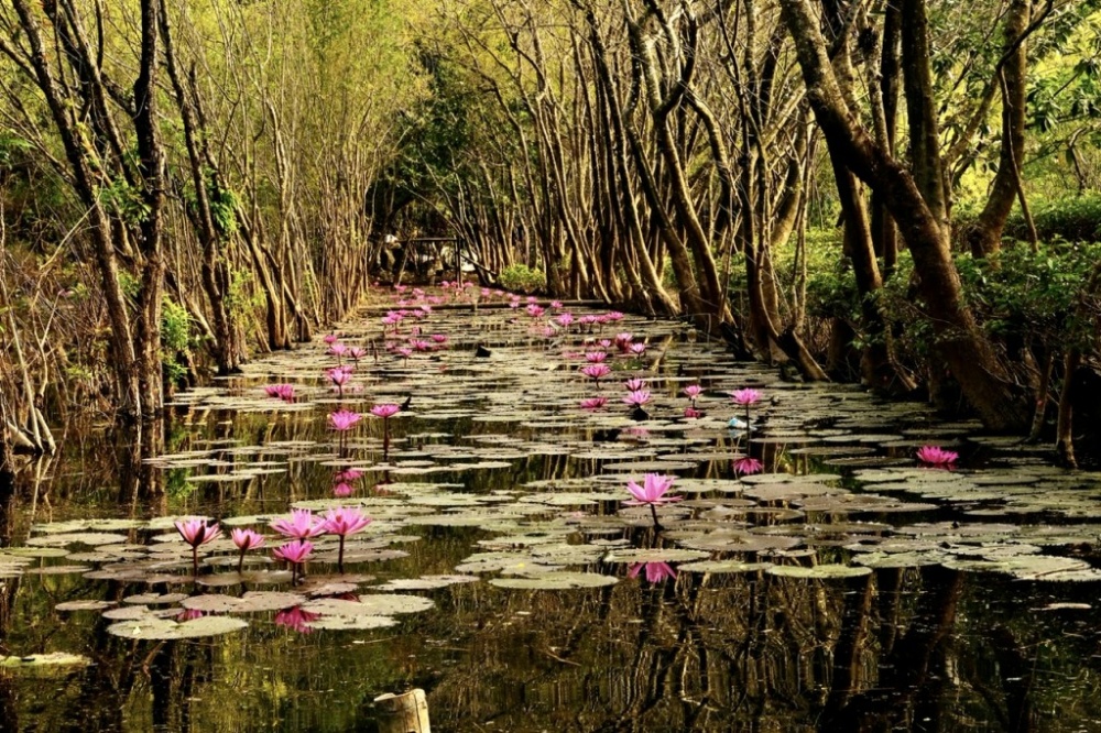 Đẹp lãng mạn suối Yến mùa Thu Đẹp lãng mạn suối Yến mùa Thu