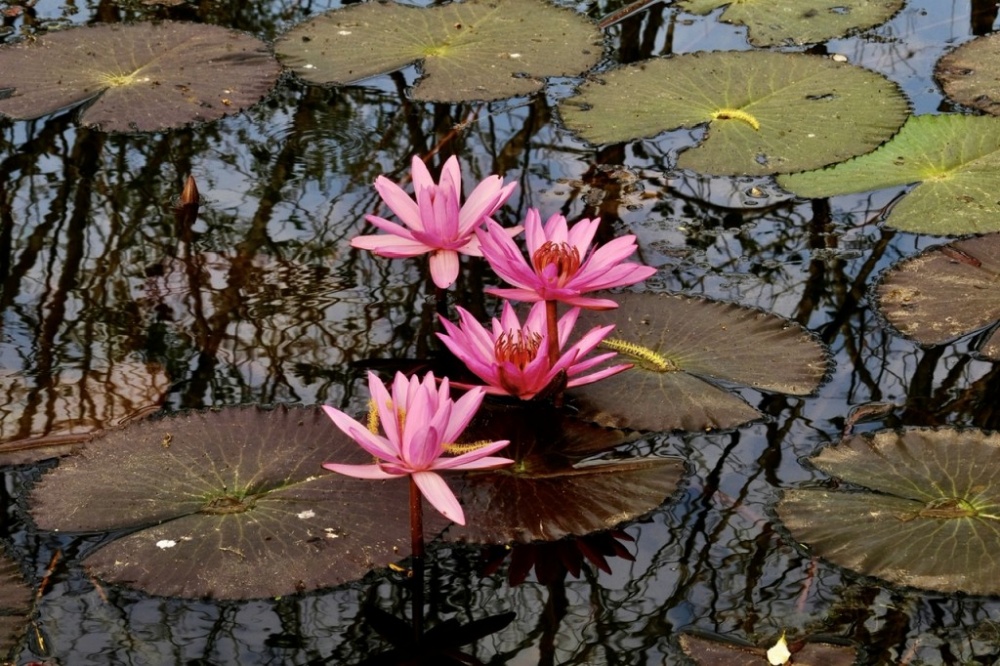 Đẹp lãng mạn suối Yến mùa Thu Đẹp lãng mạn suối Yến mùa Thu