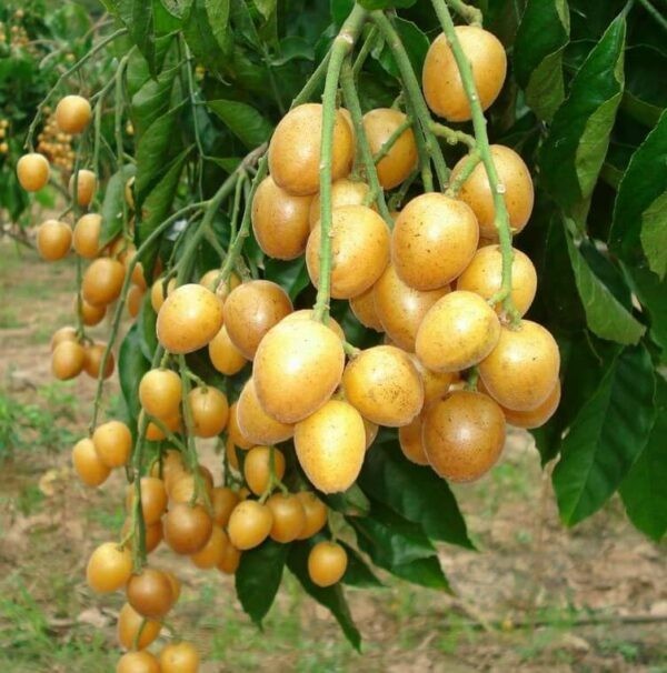 Quất hồng bì - vị thuốc hiệu quả đằng sau hương vị hấp dẫn Quất hồng bì - vị thuốc hiệu quả đằng sau hương vị hấp dẫn