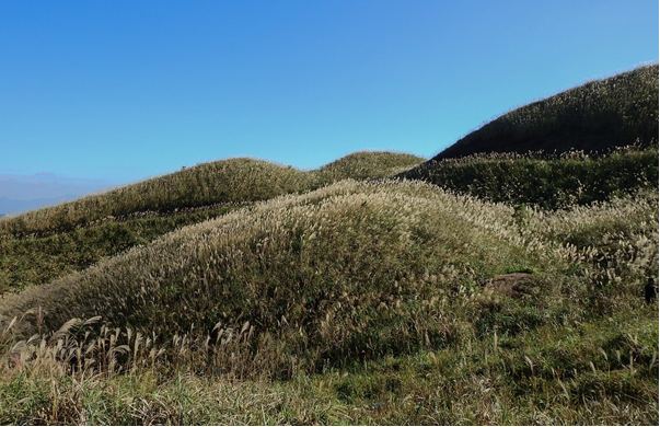 Du lịch trải nghiệm mùa cỏ lau biên giới