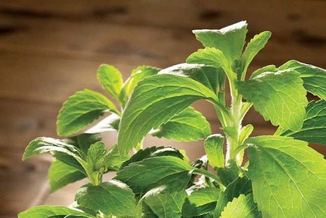 Cây cỏ ngọt và những lợi ích tuyệt vời đối với sức khỏe Cây cỏ ngọt và những lợi ích tuyệt vời đối với sức khỏe