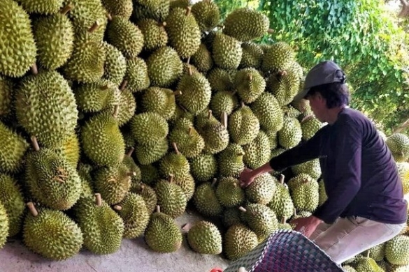 Những bài toán cần giải trong chuỗi cung ứng sầu riêng của Việt Nam