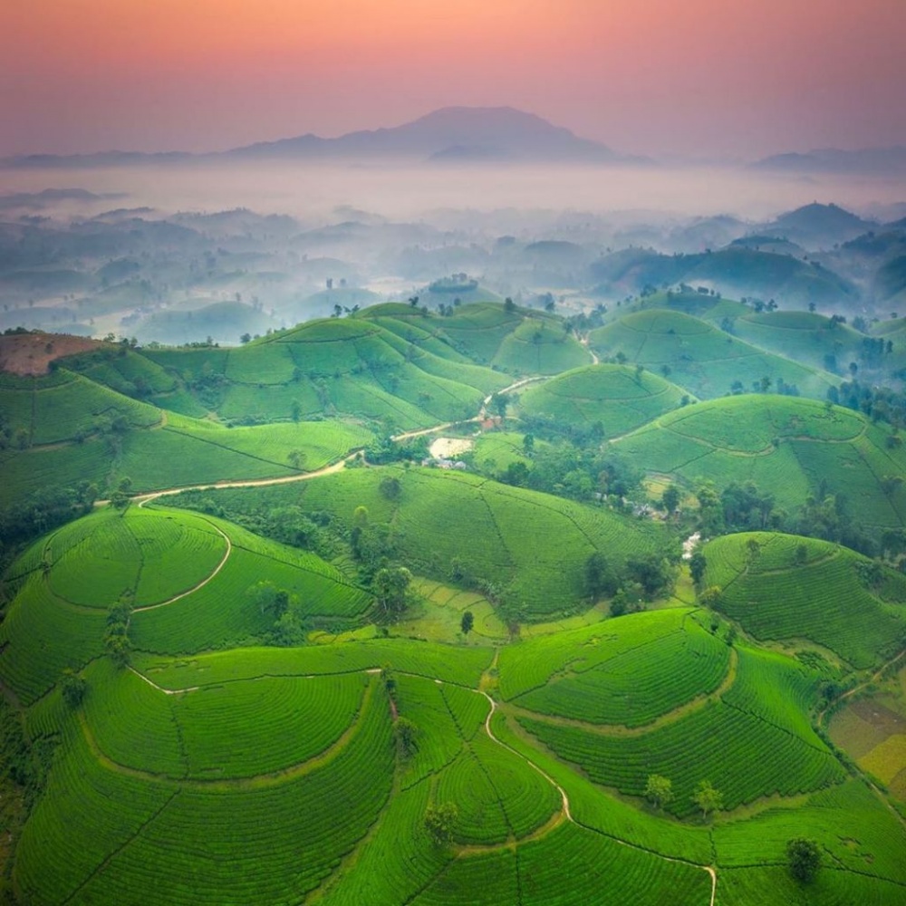 Đồi chè Long Cốc   Tuyệt tác của thiên nhiên