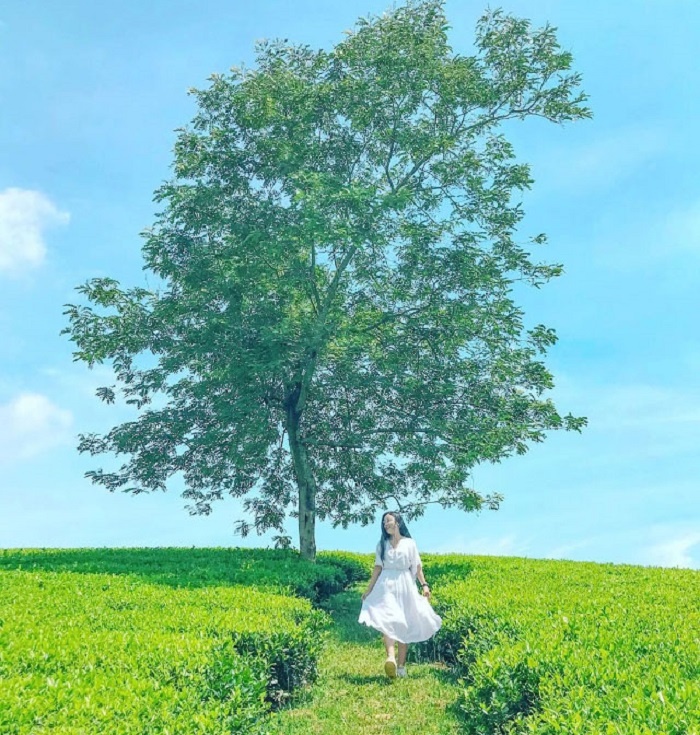 Đồi chè Long Cốc   Tuyệt tác của thiên nhiên