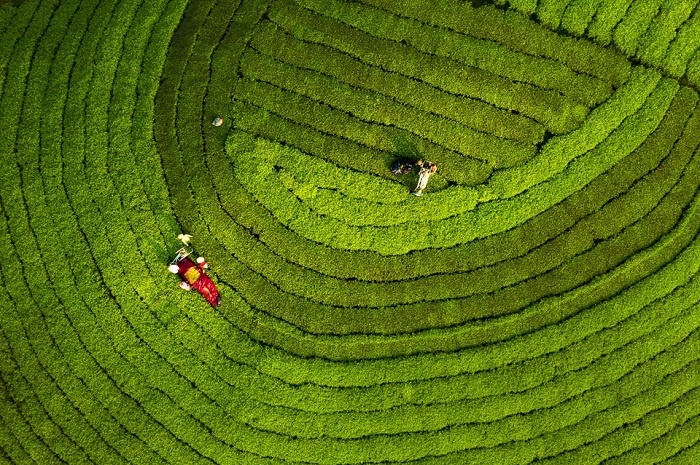 Đồi chè Long Cốc   Tuyệt tác của thiên nhiên