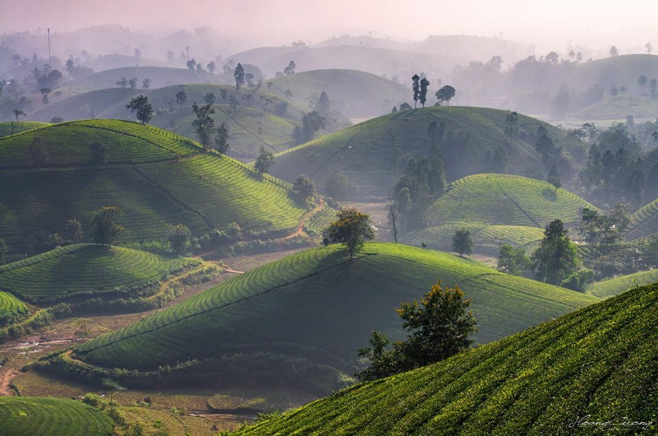 Đồi chè Long Cốc   Tuyệt tác của thiên nhiên