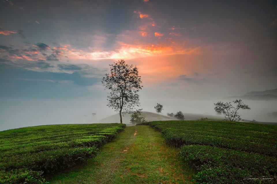 Đồi chè Long Cốc   Tuyệt tác của thiên nhiên