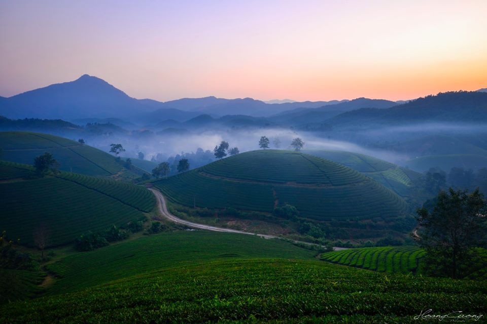 Đồi chè Long Cốc - Tuyệt tác của thiên nhiên