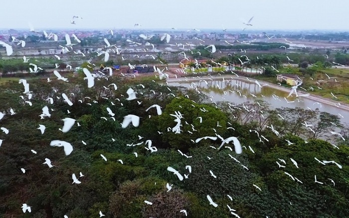 Đảo cò Thanh Miện - Điểm du lịch sinh thái hấp dẫn