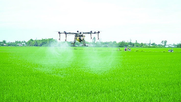 Đề án Phát triển bền vững 1 triệu ha chuyên canh lúa chất lượng cao gắn với tăng trưởng xanh vùng ĐBSCL được kỳ vọng mang lại diện mạo mới cho ngành lúa gạo. 	Ảnh: ST