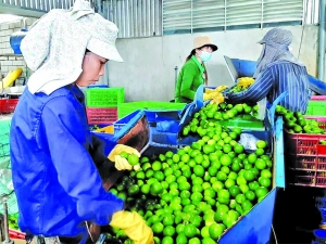 Gỡ vướng mắc về thuế cho chuỗi cung ứng nông sản