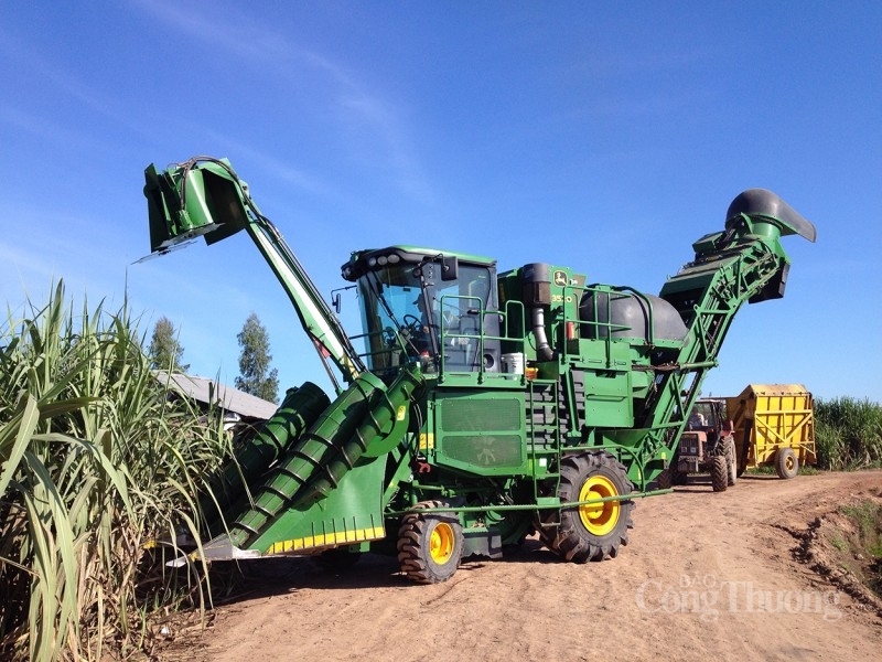 Giá đường neo cao, doanh nghiệp mía đường tăng giá thu mua mía cho bà con Giá đường neo cao, doanh nghiệp mía đường tăng giá thu mua mía cho bà con