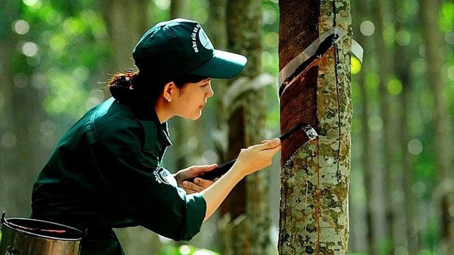 Dự báo giá cà phê và cao su sẽ có nhiều biến động Dự báo giá cà phê và cao su sẽ có nhiều biến động