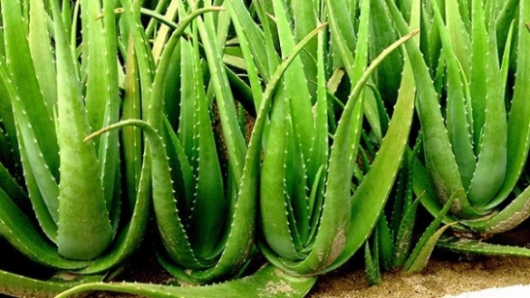 Tác dụng tuyệt vời của nha đam trong chăm sóc sắc đẹp