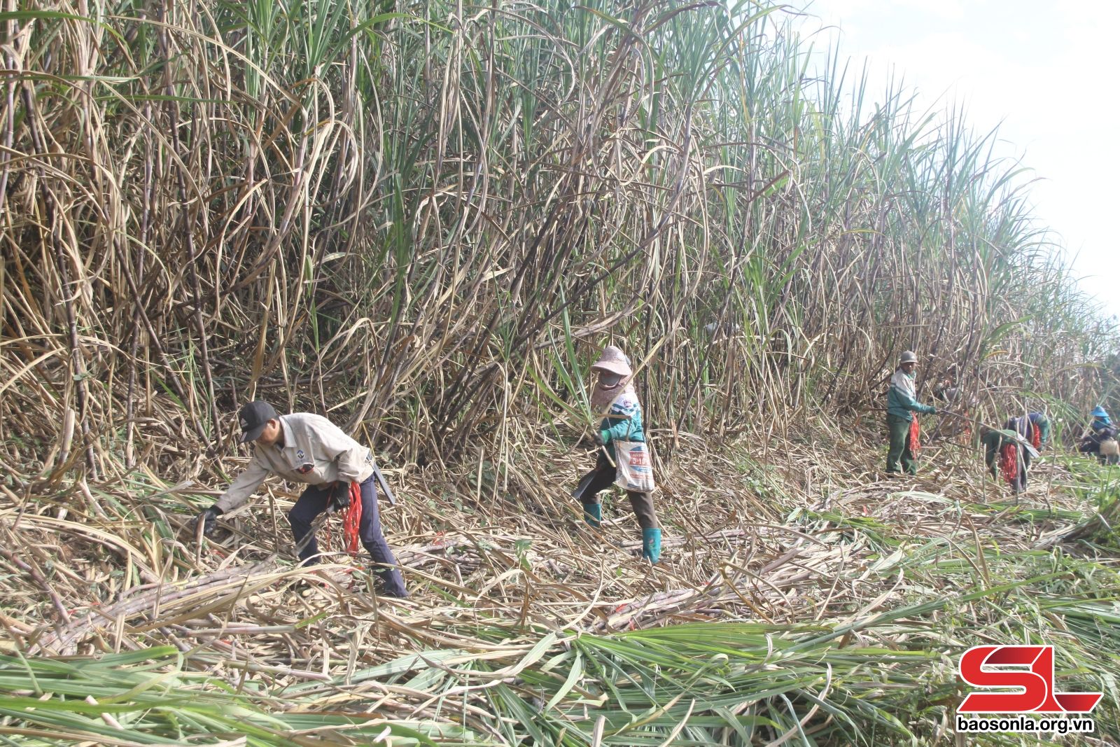 Sơn La: Thêm mùa mía ngọt Sơn La: Thêm mùa mía ngọt