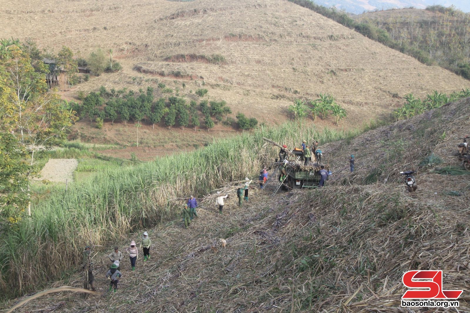 Sơn La: Thêm mùa mía ngọt Sơn La: Thêm mùa mía ngọt