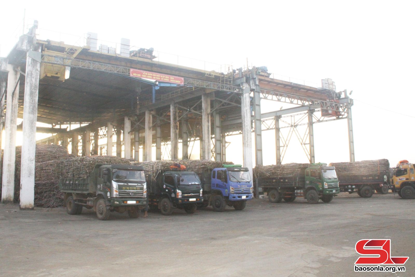 Sơn La: Thêm mùa mía ngọt Sơn La: Thêm mùa mía ngọt