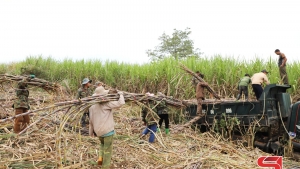 Sơn La: Mùa mía ở Chiềng Khoi