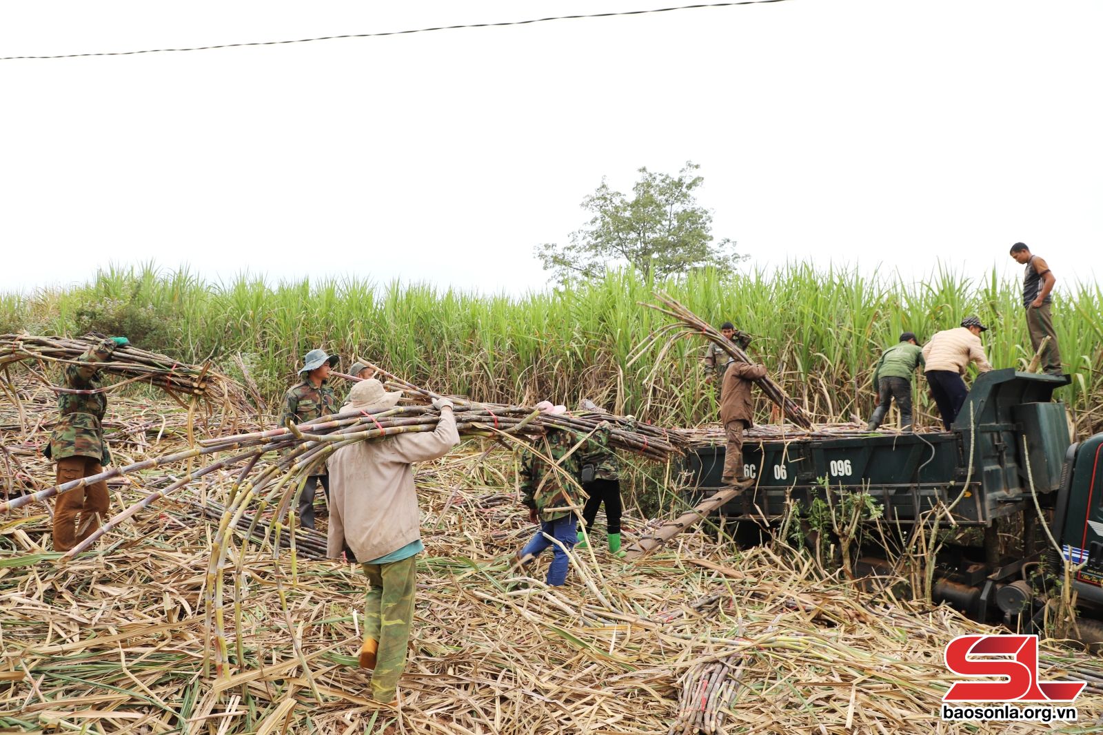 Sơn La: Mùa mía ở Chiềng Khoi