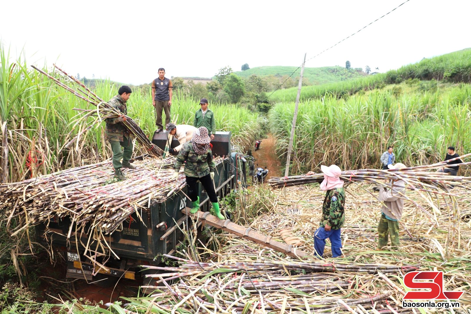 Sơn La: Mùa mía ở Chiềng Khoi