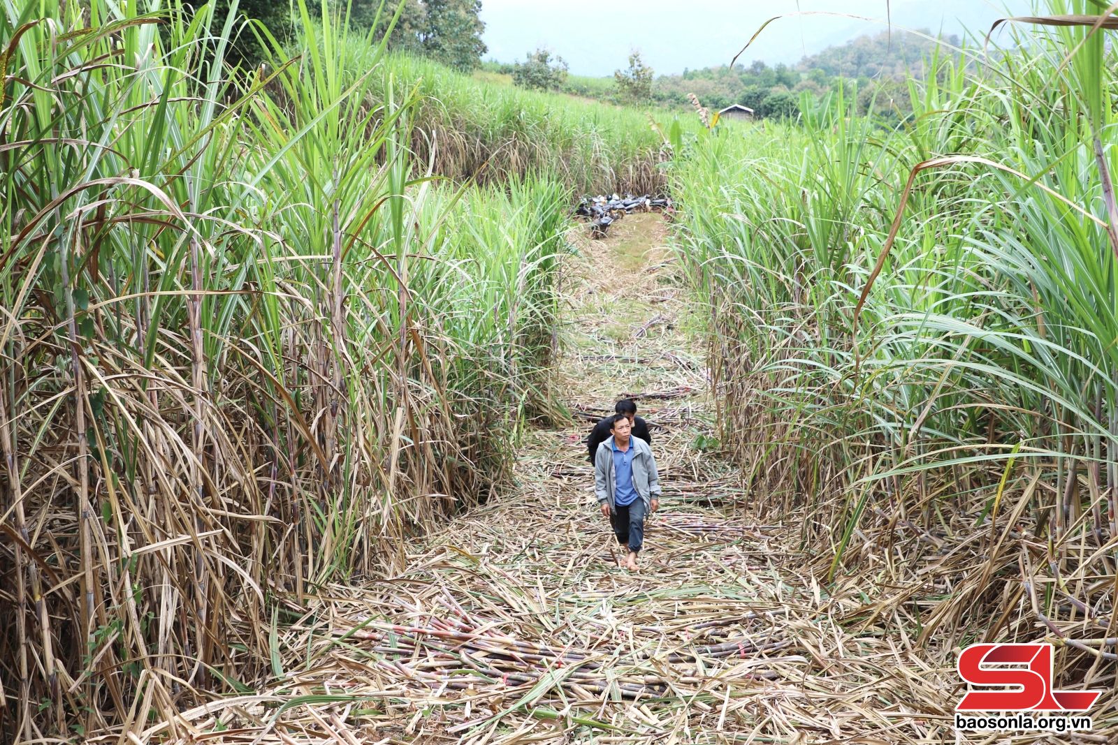 Sơn La: Mùa mía ở Chiềng Khoi