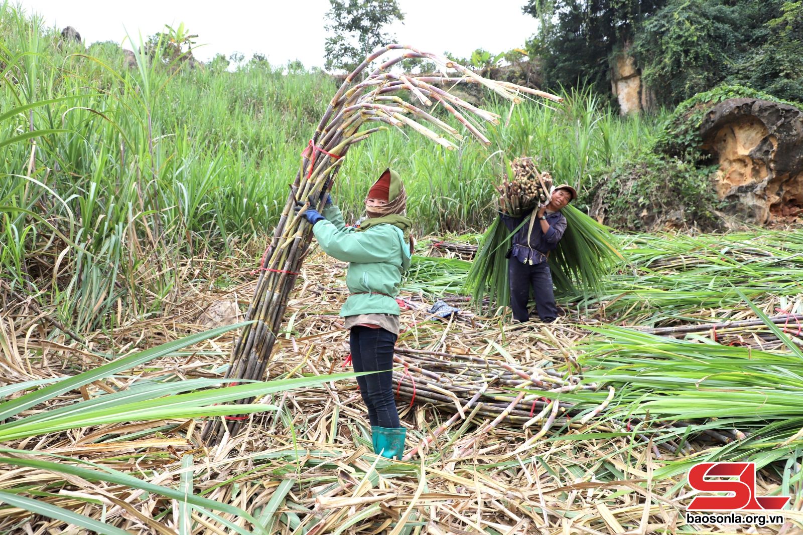 Sơn La: Mùa mía ở Chiềng Khoi
