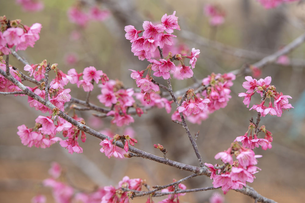 Điện Biên: Đảo hoa trước giờ khai hội