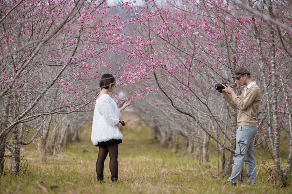 Điện Biên: Đảo hoa trước giờ khai hội