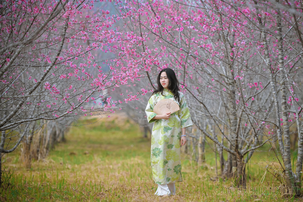 Điện Biên: Đảo hoa trước giờ khai hội