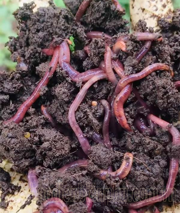 Điện Biên: Giải pháp xanh từ trùn quế Điện Biên: Giải pháp xanh từ trùn quế