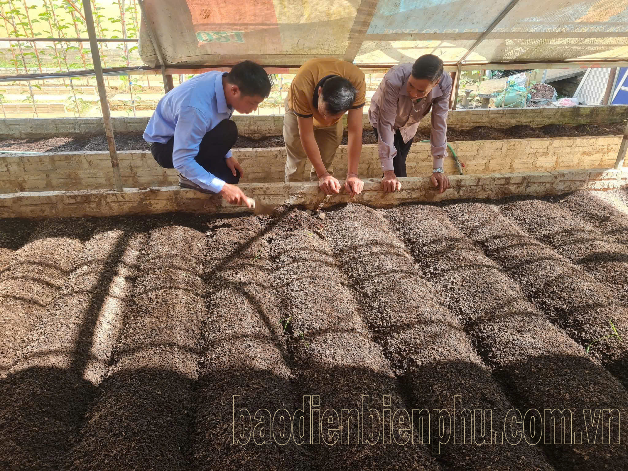 Điện Biên: Giải pháp xanh từ trùn quế Điện Biên: Giải pháp xanh từ trùn quế