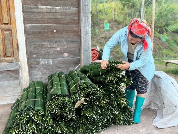 Điện Biên: Mùa thu hoạch lá dong