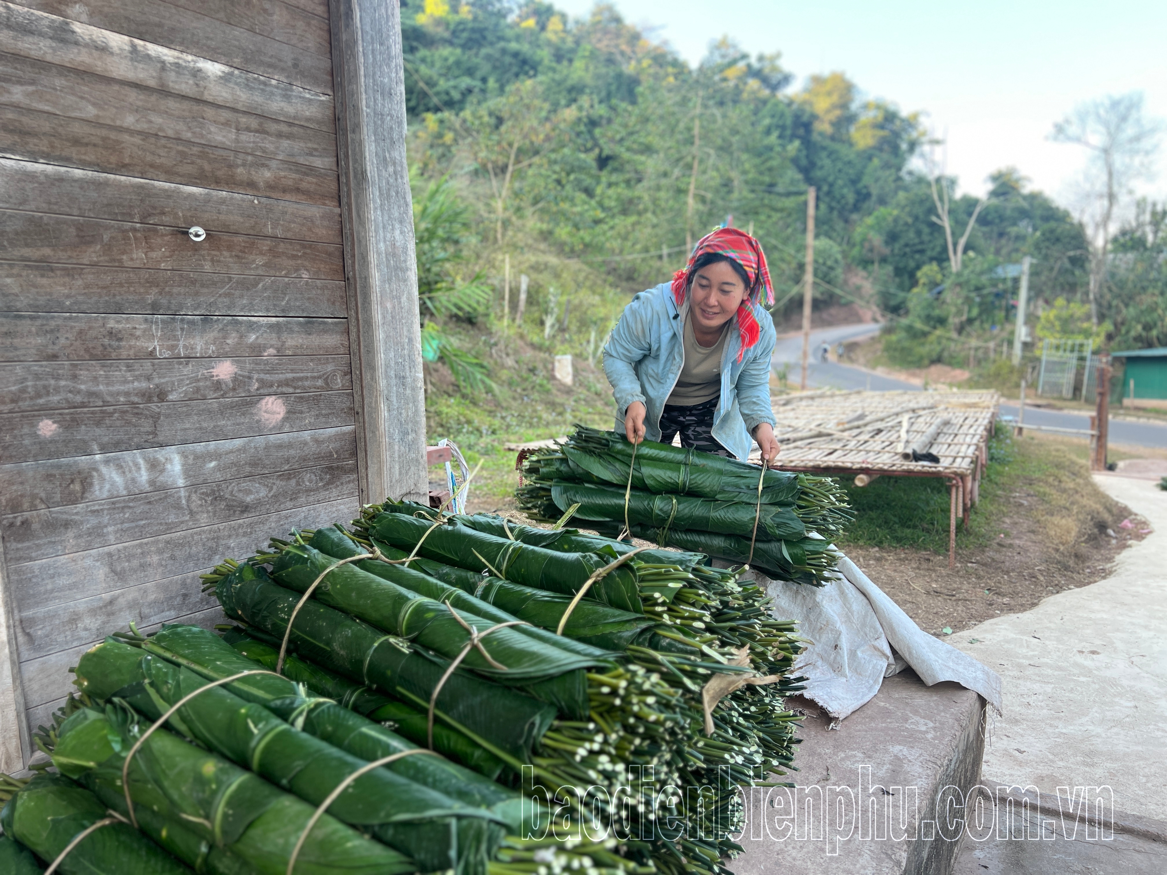 Điện Biên: Mùa thu hoạch lá dong