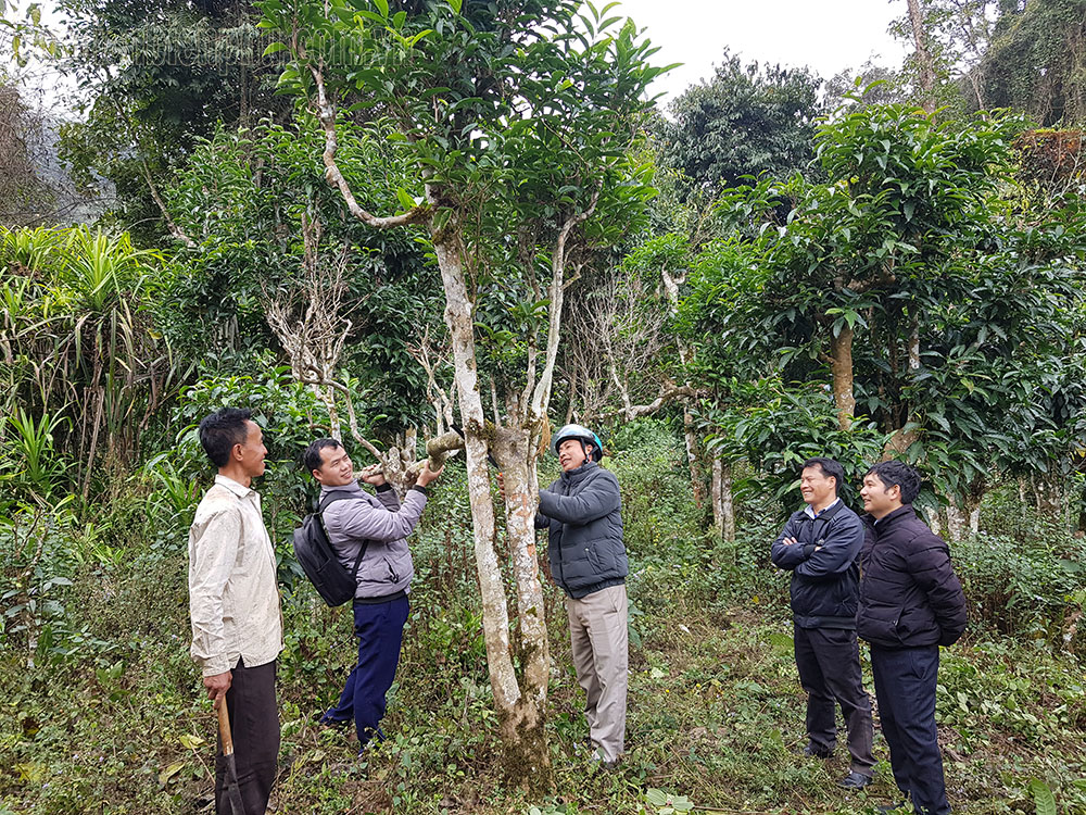 Điện Biên: Đưa hương chè Shan tuyết bay xa