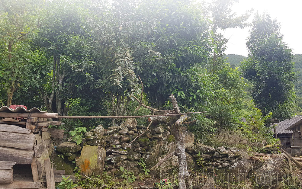 Điện Biên: Đưa hương chè Shan tuyết bay xa