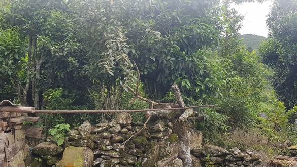 Điện Biên: Đưa hương chè Shan tuyết bay xa