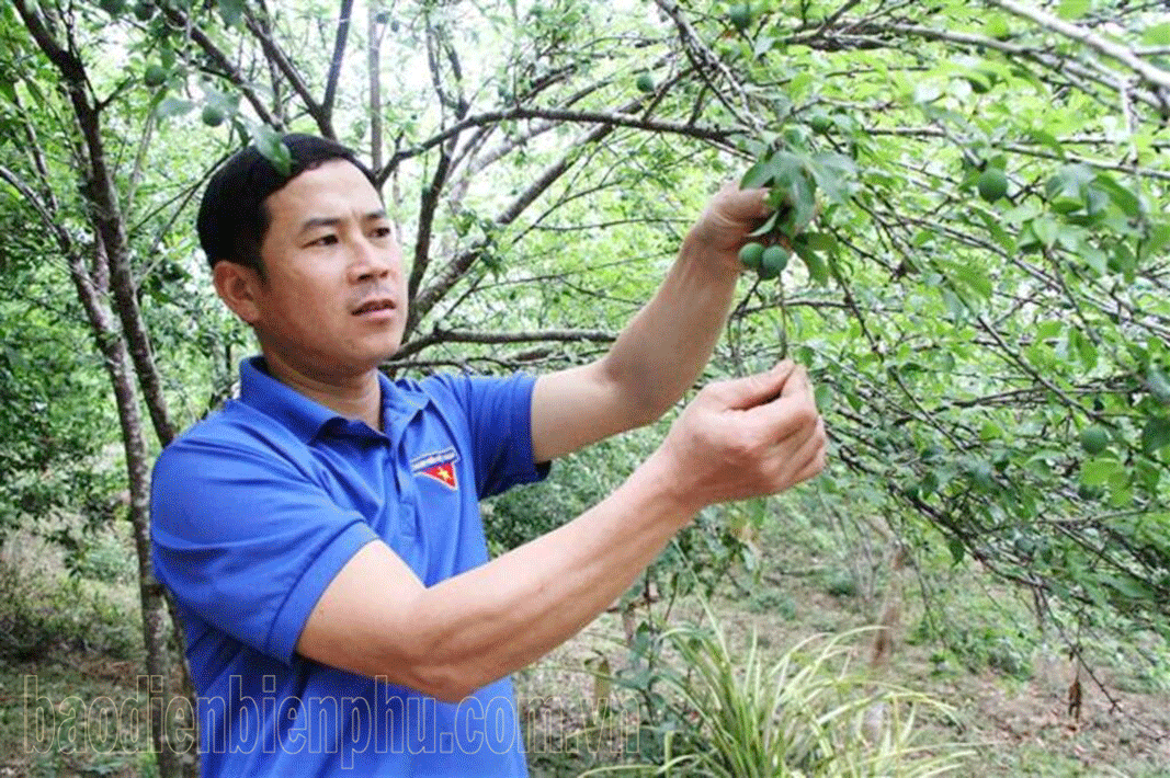 “Trái ngọt” trên non