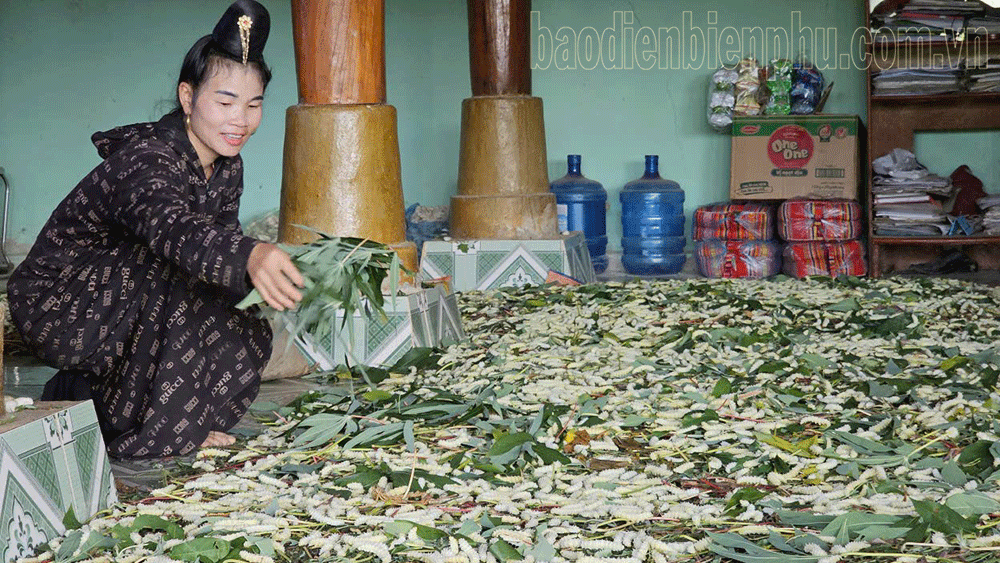 Điện Biên: “Trái ngọt” trên non