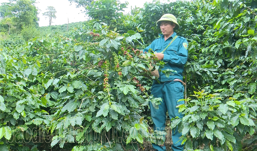 Điện Biên: “Trái ngọt” trên non