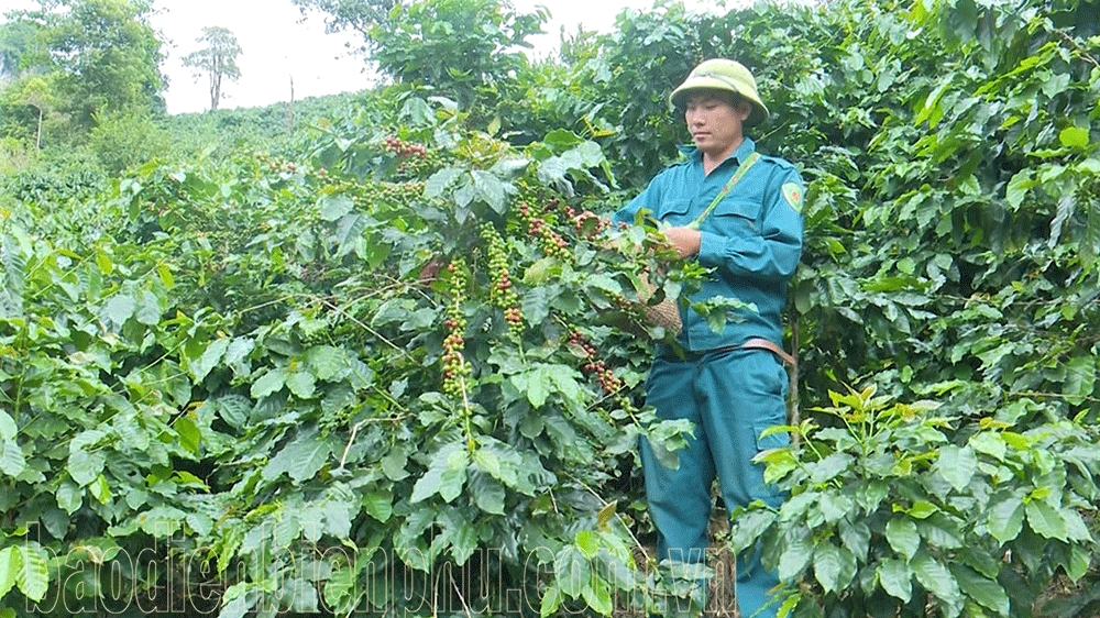 Điện Biên: “Trái ngọt” trên non