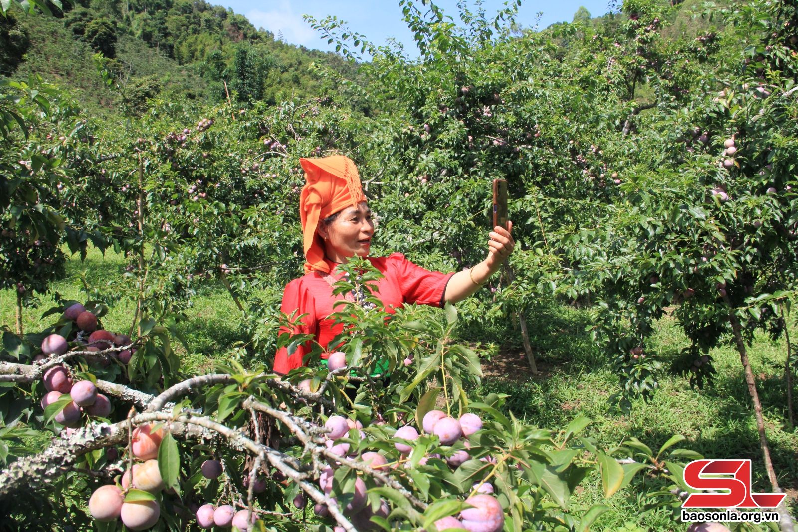 Sơn La: Đẩy mạnh xúc tiến thương mại, mở rộng thị trường tiêu thụ Sơn La: Đẩy mạnh xúc tiến thương mại, mở rộng thị trường tiêu thụ