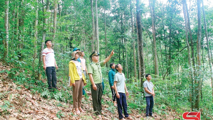 Sơn La: Xanh thêm những cánh rừng Sơn La: Xanh thêm những cánh rừng